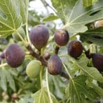 شتلات التين الأسبانى الأحمر