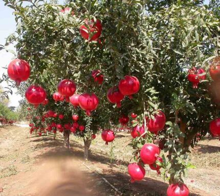 شتلات الرمان الامريكى سريع الانتاج