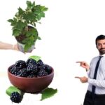 نبات البلاك بيري النادر والمميز من مشاتل المنوفية للزراعة المنزلية وزراعة الأسطح والحديقة والبلكونة - إضافة طبيعية رائعة لجمال ونكهة لا مثيل لها!