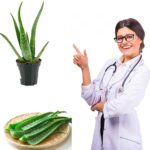 صبار الاوليفيرا صيدلية النساء المنزلية لزراعة البلكونة والاسطح وزراعة الحديقة من مشاتل المنوفية