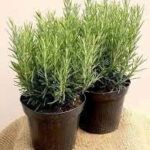 2 شتلة روزماري طبيعية – إكليل الجبل للزراعة المنزلية | نبات عطري ومفيد للطبخ والزينة – من مشاتل المنوفية